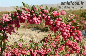 رب زرشک تازه